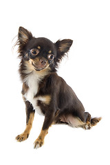 Image showing puppy chihuahua