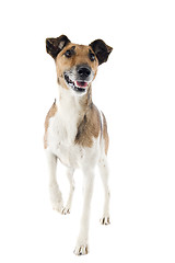 Image showing smooth fox terrier 
