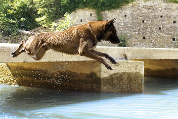 Image showing malinois jumping in the river