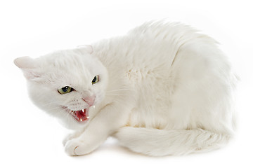 Image showing angry cat