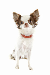 Image showing chihuahua with preventive collar