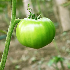 Image showing Big green unripe tomato