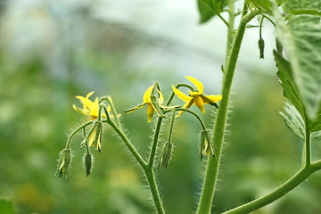 Image showing Tomatoes flowering 