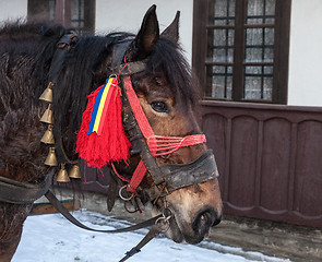 Image showing Profile of a Traditional Romanian Horse