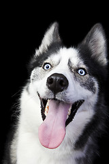 Image showing Happy Husky