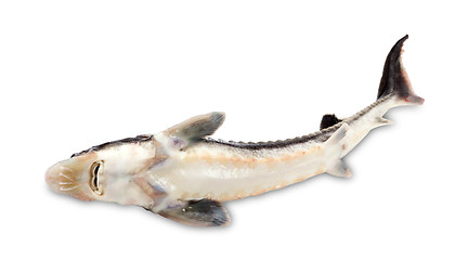 Image showing Dead sterlet fish on white background.