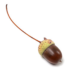 Image showing Acorn isolated on white background