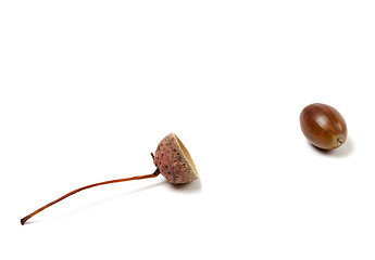 Image showing Fallen acorn on white background