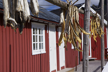 Image showing Dried stockfish