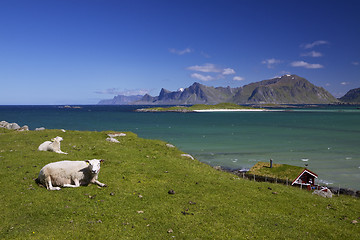 Image showing Sheep farm on Lofoten