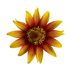 Image showing flowerhead