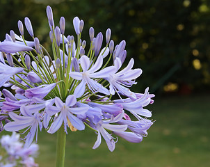 Image showing Lily of the Nile