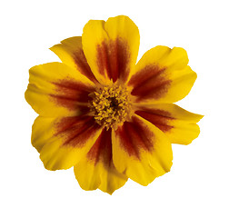 Image showing Tagetes flower