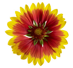 Image showing blanket flower