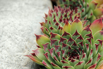 Image showing succulent plant