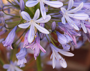 Image showing Lily of the Nile