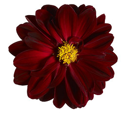 Image showing red flower