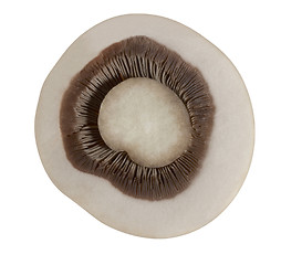 Image showing sliced mushroom