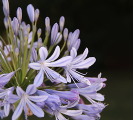 Image showing Lily of the Nile