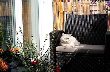 Image showing White beautiful cat sitting on sunny terrace