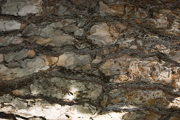 Image showing Pine-tree bark