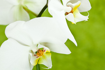 Image showing white orchid 