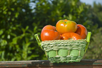 Image showing organic tomatoes  in a basket