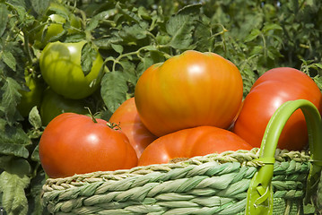 Image showing basket of tomatoes in the garden