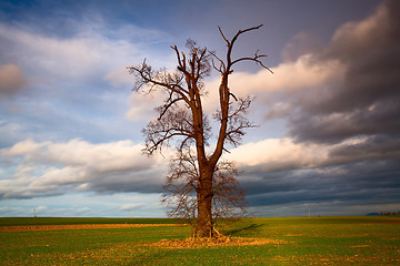 Image showing Memorable oak 