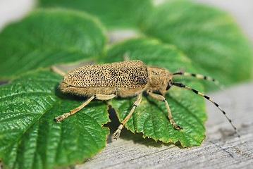 Image showing Fat Beetle