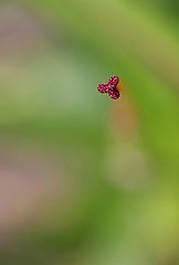 Image showing macro flower