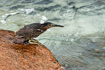 Image showing Indian Pond Heron fishing