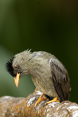 Image showing Seychelles Bulbul