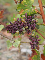 Image showing Botrytised Chenin grape, Savenniere, France