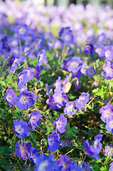 Image showing Background from beautiful dark blue flowers 