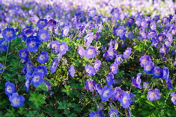 Image showing Background from beautiful dark blue flowers 