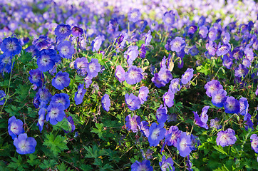 Image showing Background from beautiful dark blue flowers 