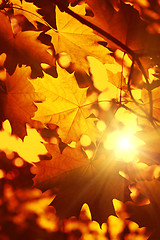 Image showing Branch of autumn maple foliage with sunlight