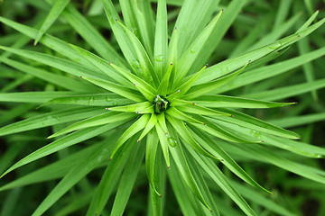 Image showing Green plant background