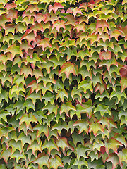 Image showing Virginia creeper