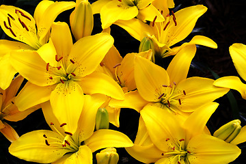 Image showing Beautiful Yellow Lily