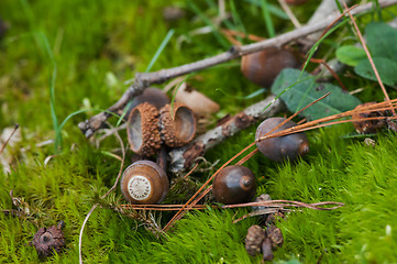 Image showing Acorns On The Forest Floor