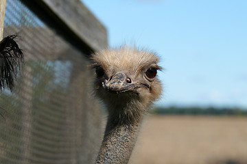 Image showing Ostrich