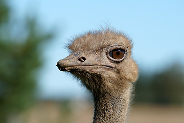 Image showing Ostrich