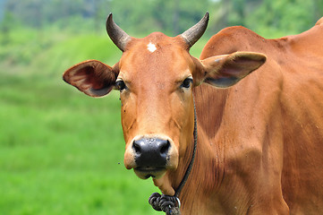 Image showing Portrait of a Cow