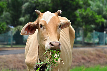 Image showing Having Lunch