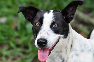 Image showing Smiling Dog