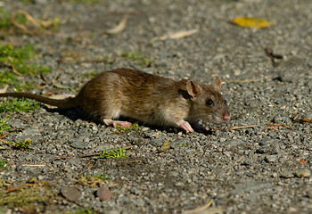 Image showing Brown rat