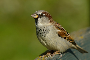 Image showing House sparrow