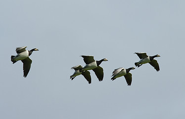 Image showing Barnacle goose